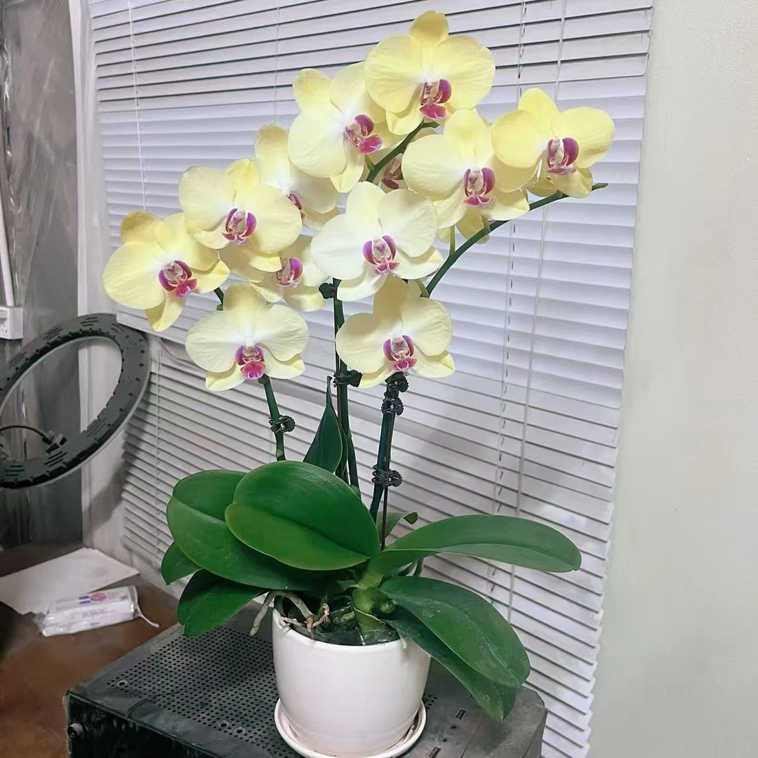 蝴蝶兰【富乐夕阳】两苗3花剑 年宵花 室内好养 广州基地直发