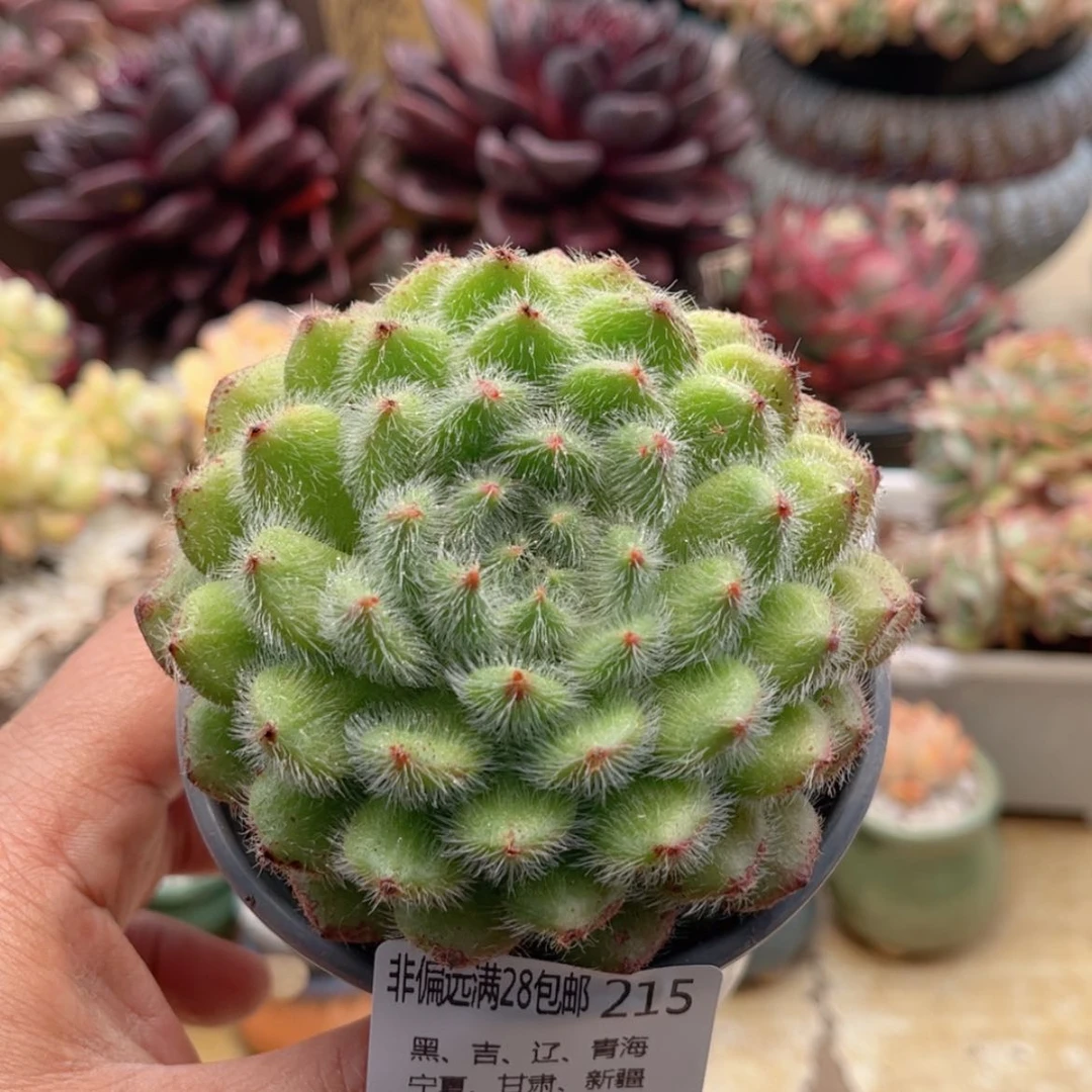 【闪购商品】215黄金果