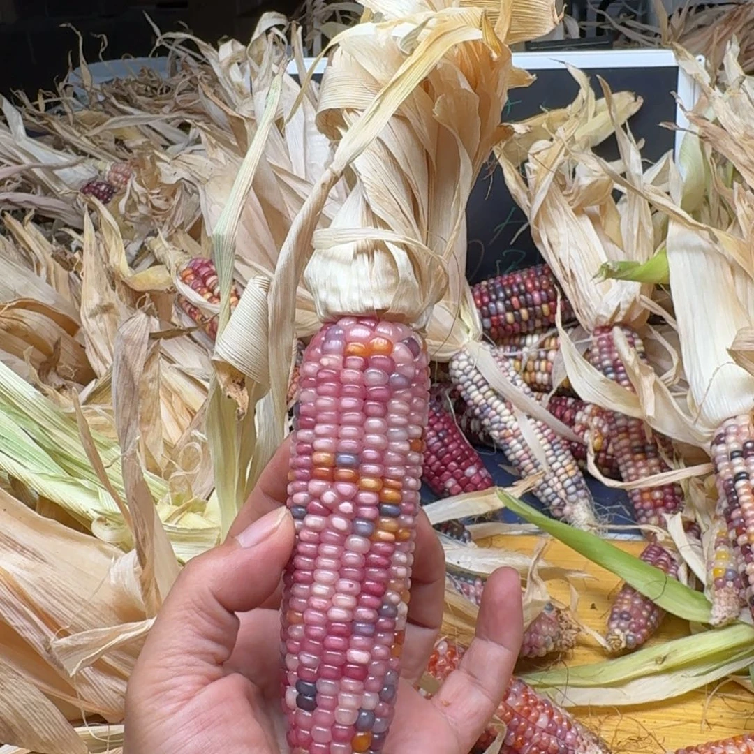 ****️柏香籽/百香籽吊坠