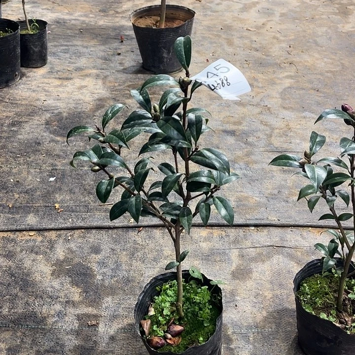 大部分花苞少量开放黑齐士