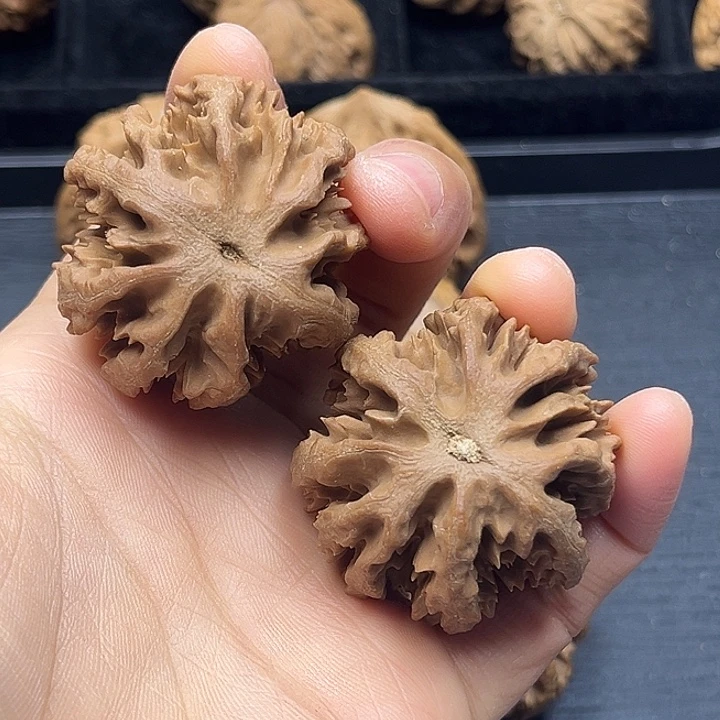 木质类秦岭突突突突突