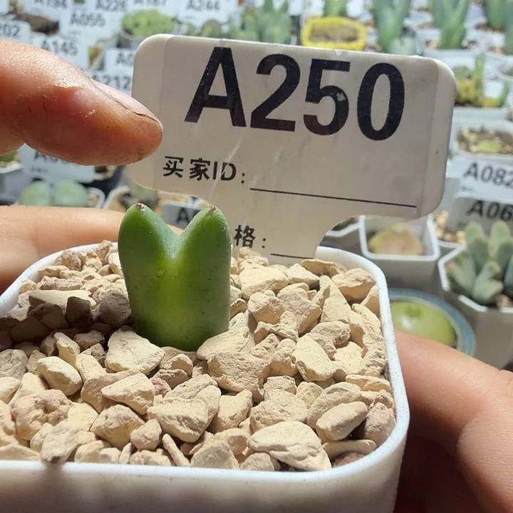 别****250。满38包邮肉锥