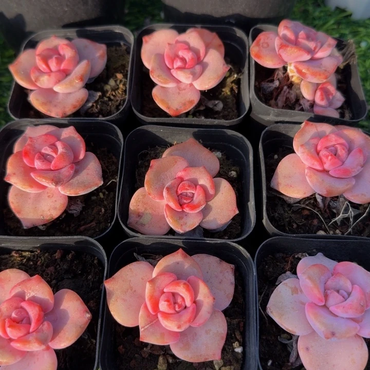 彩虹糖。
