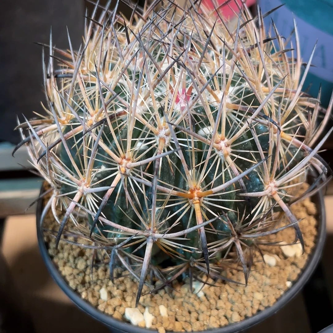 仙人球美刺球属虎爪玉7.7厘米