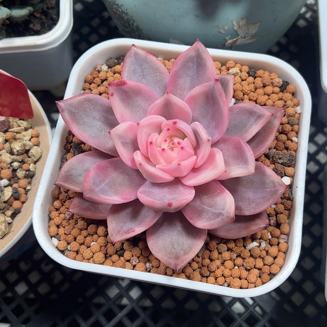 酒红香槟锦植物锦