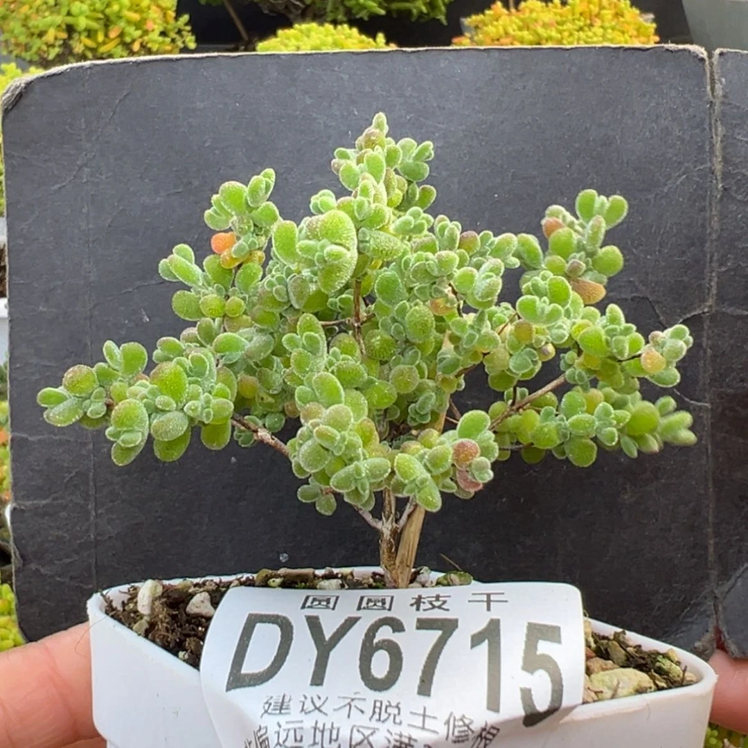【闪购商品】dy6715小精控莱斯冠幅8cm