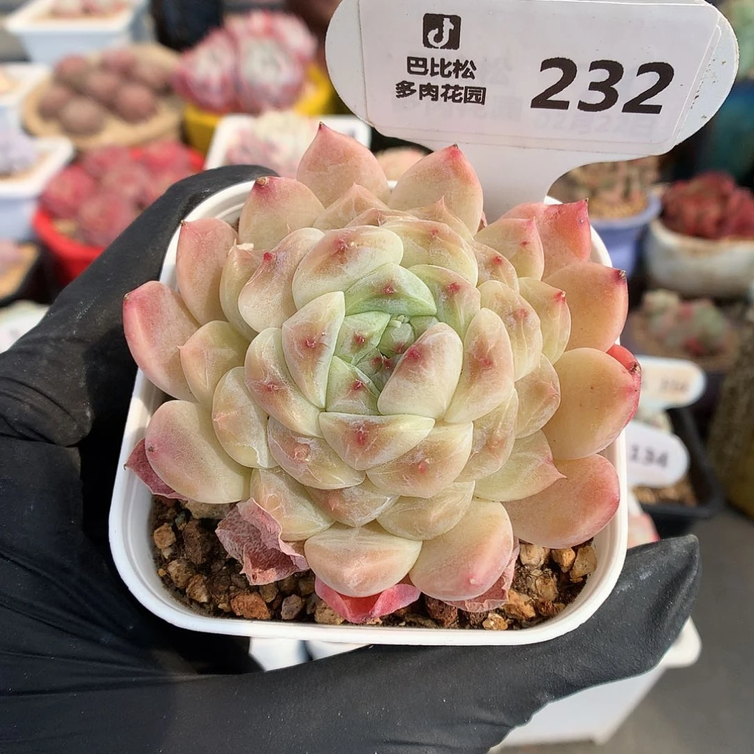 232 冰魄多肉多肉