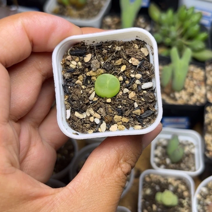0154 小拉登1cm多肉植物