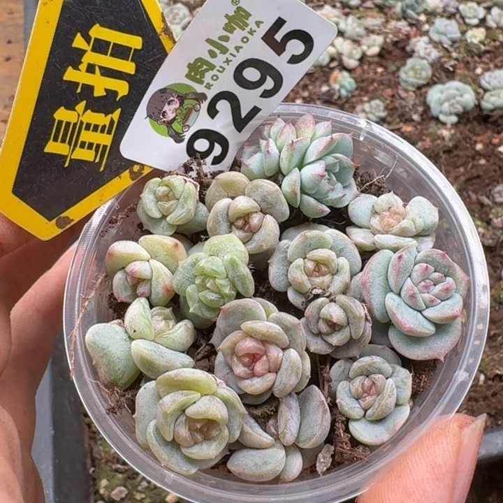 当前无花朵，栽培后可花朵多肉植物多肉植物