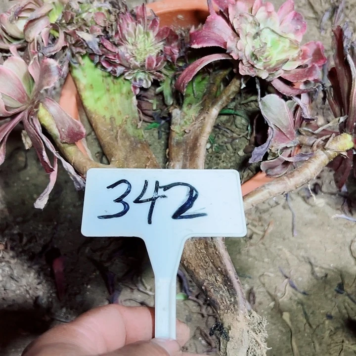 三***夜多肉植物水墨画缀花