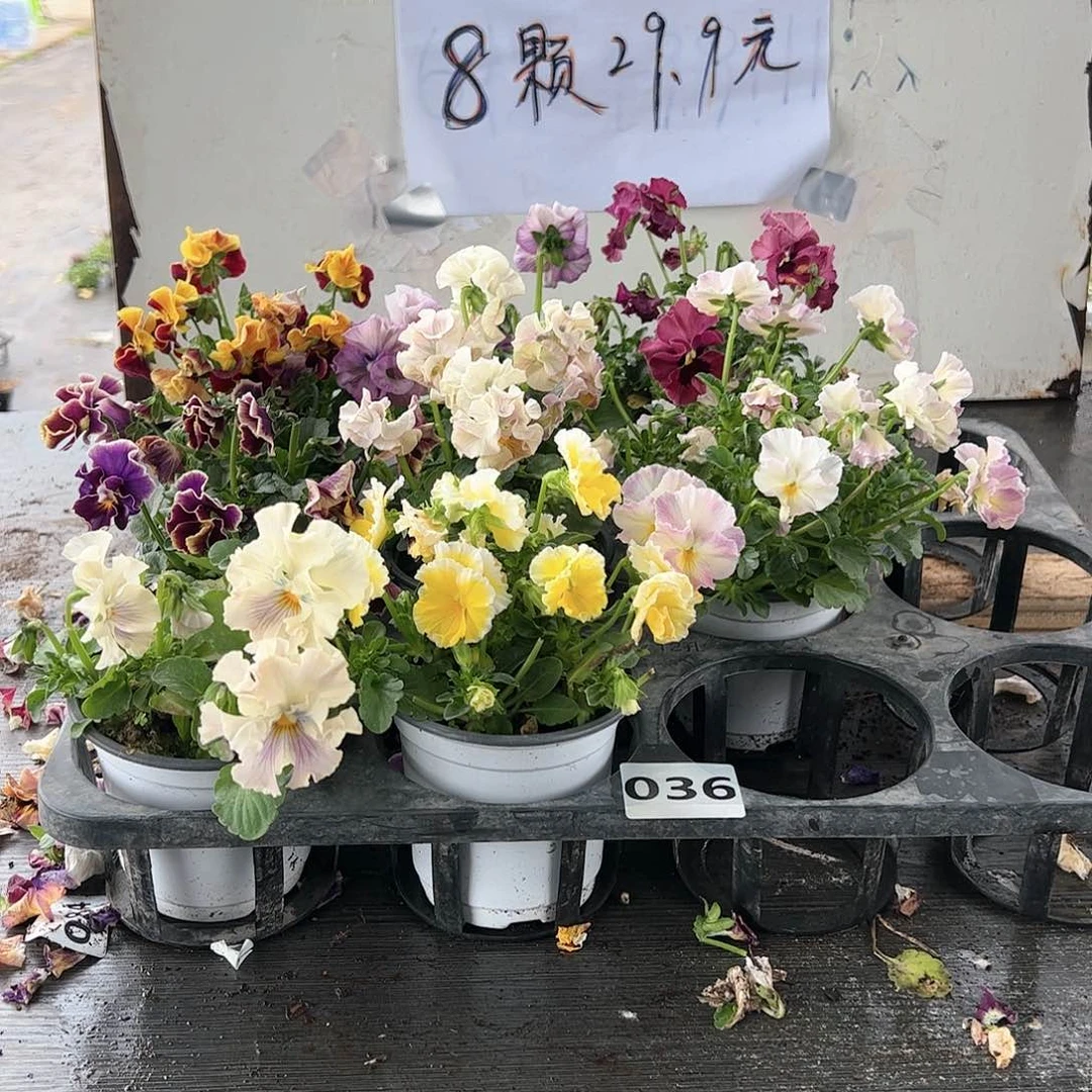 【闪购商品】036号