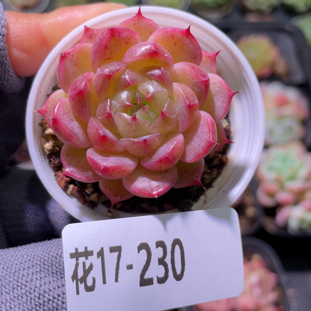 花利美17-230海王
