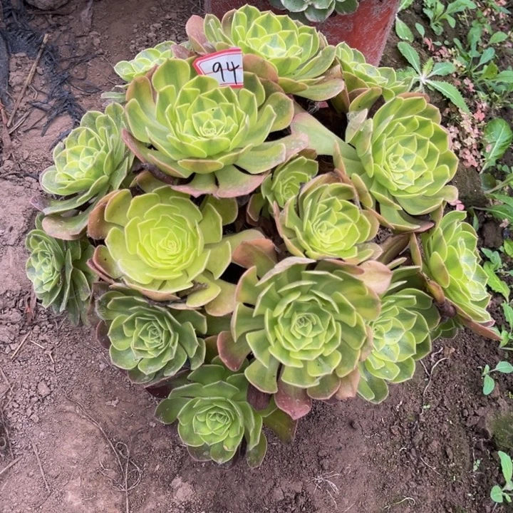 94雨荷多肉植物法师