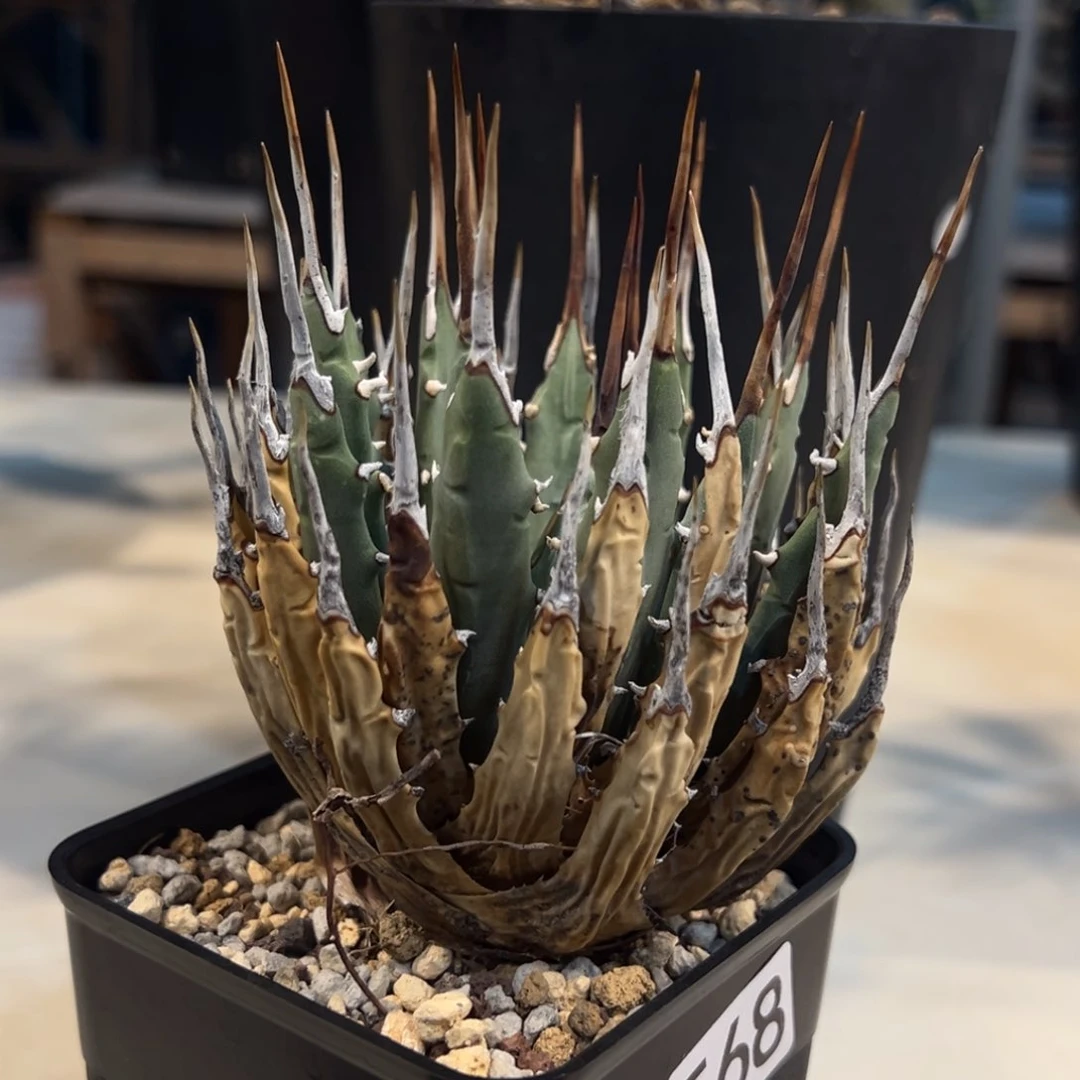 ?****?568妖艳养定带盆发货