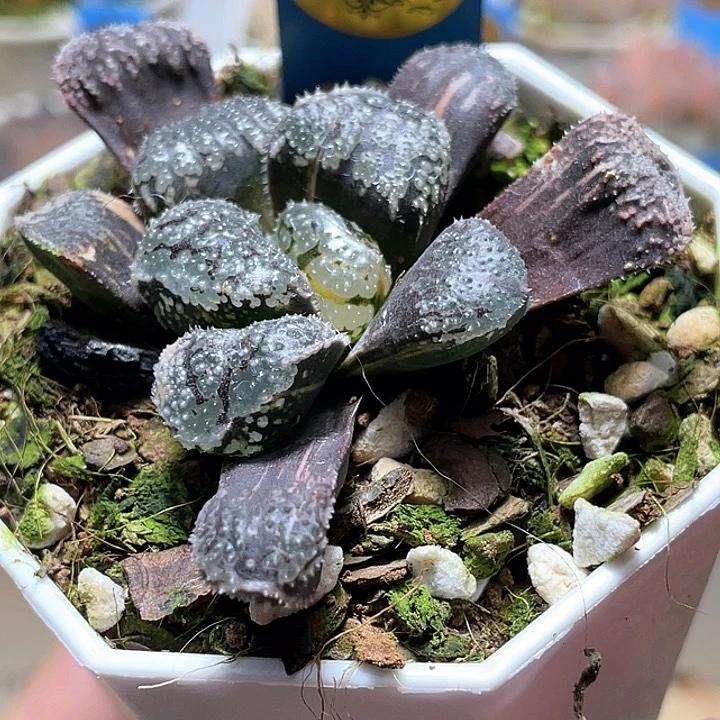 869摩多錦一物一拍