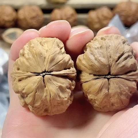 文玩核桃把件莱*_金蟾舍利带彩40