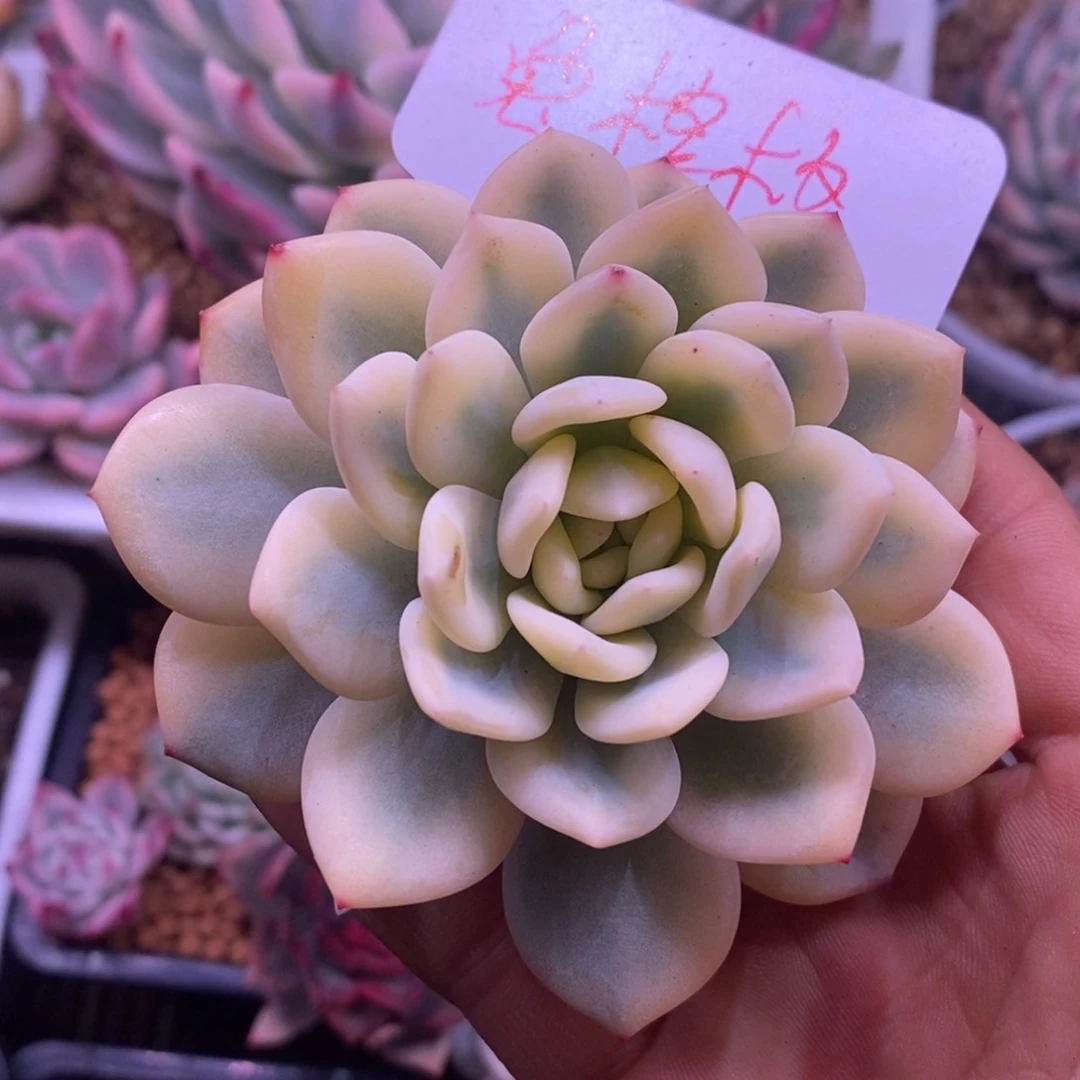 兔*格兔格格 多肉植物