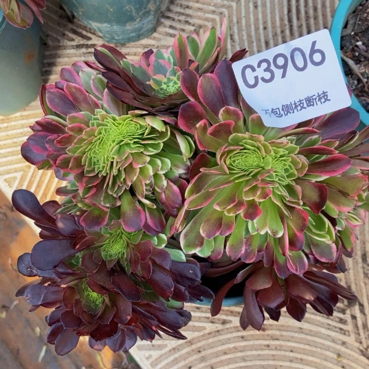 【闪购商品】3906多肉