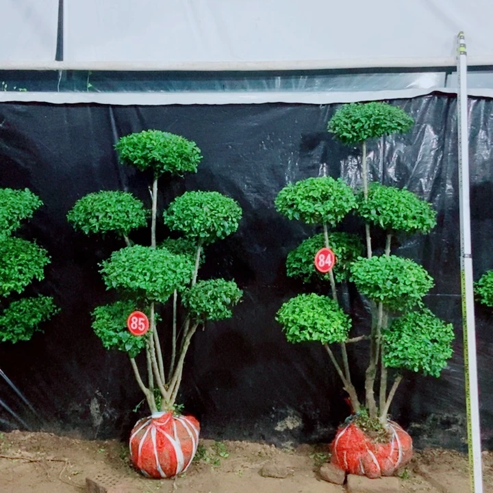 无花朵一物一拍一物一拍