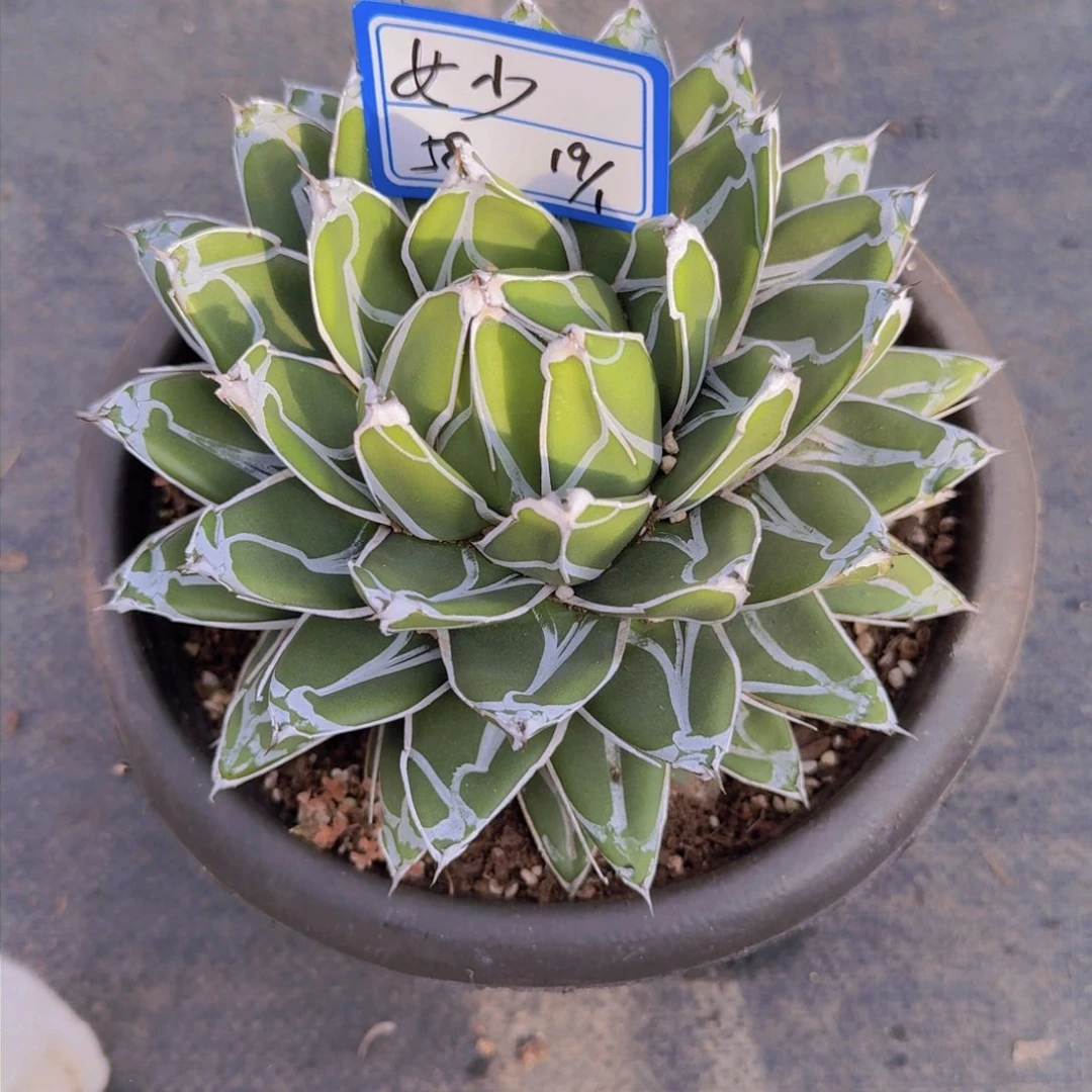 女*女少凡艺多肉