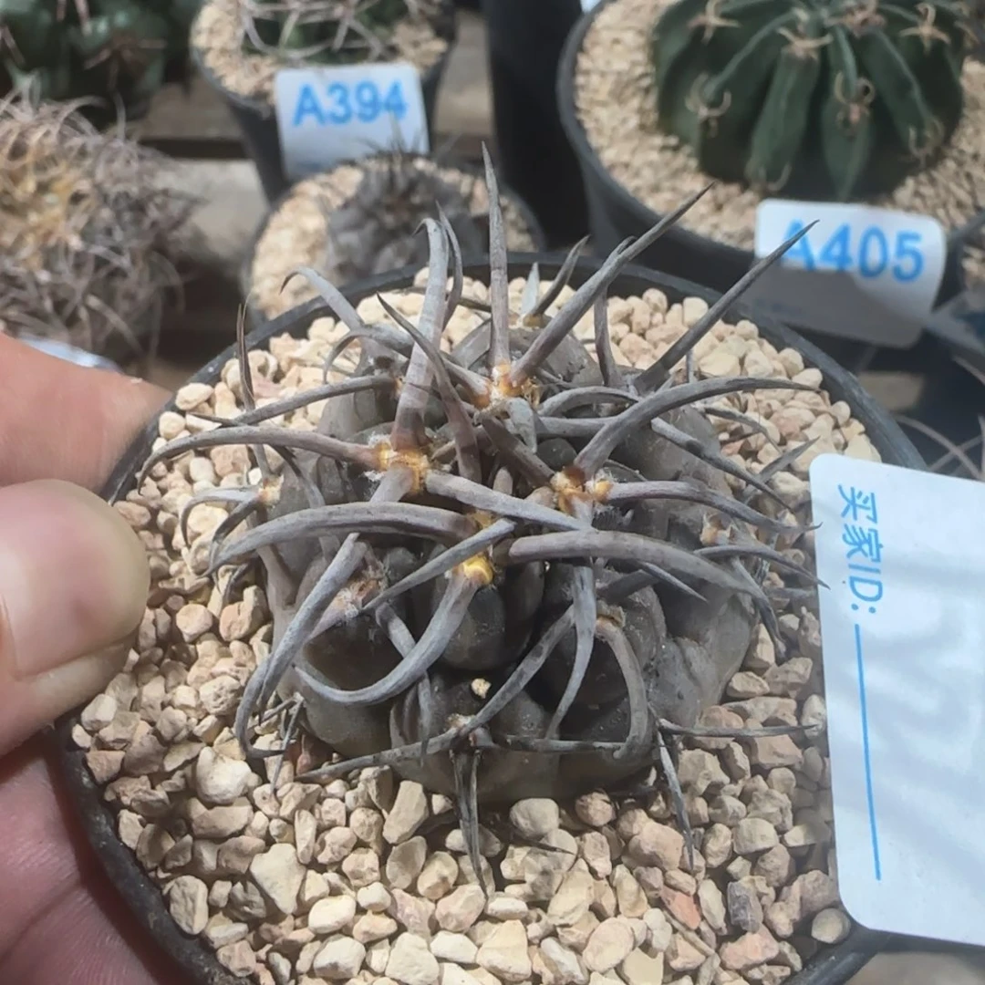 摩天龙 实生仙人球415