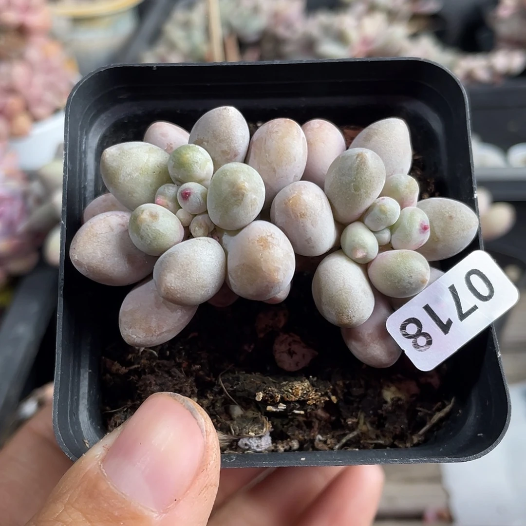 仙子奶酪多肉植物