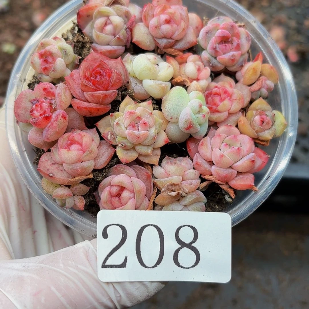 多肉植物多肉植物208