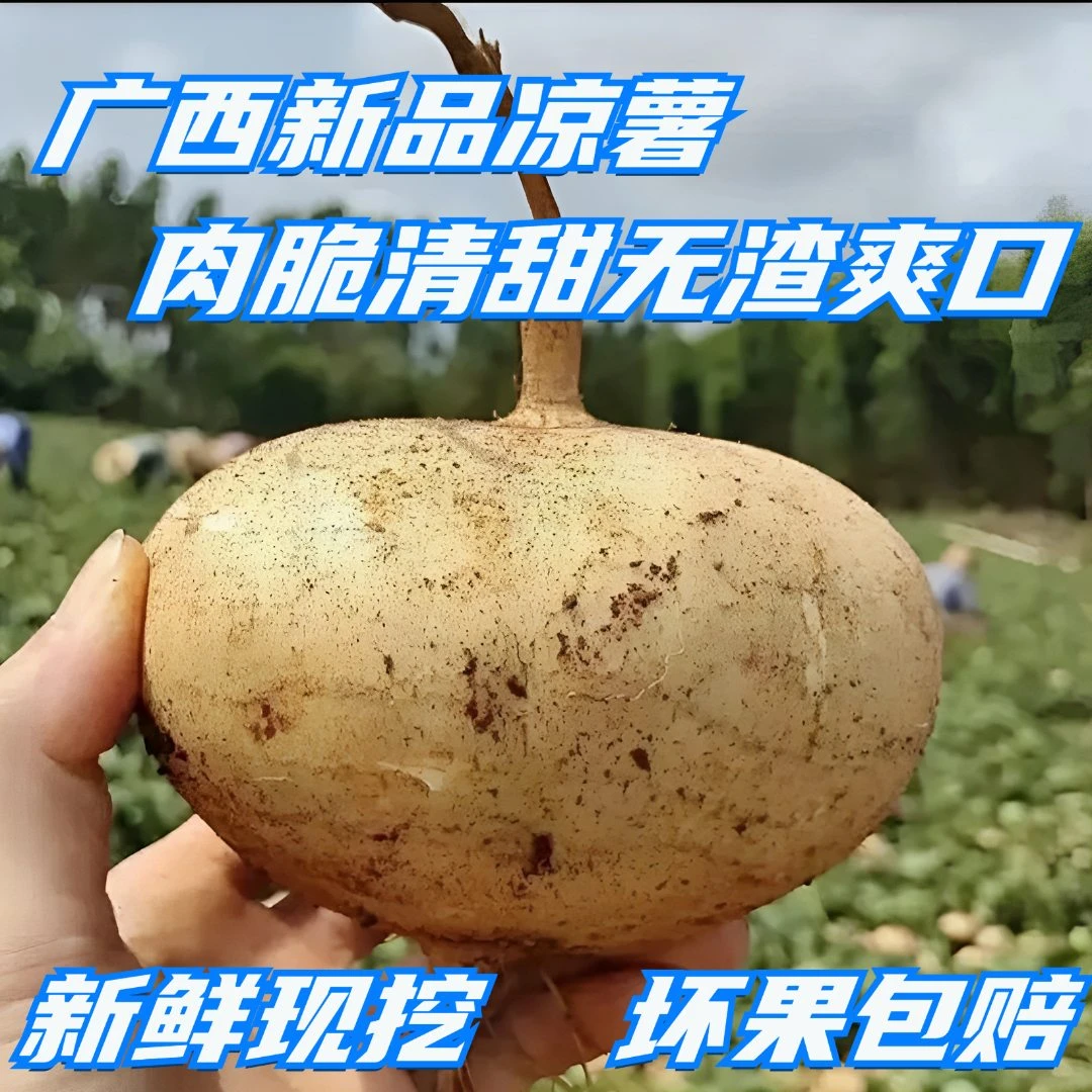 【新鲜广西凉薯】沙地清甜脆爽新鲜现挖无渣蔬菜农家沙葛地萝卜地瓜