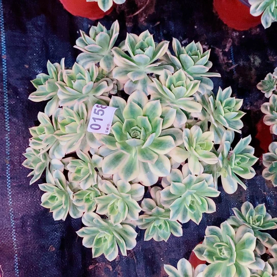 星爆158多肉1111