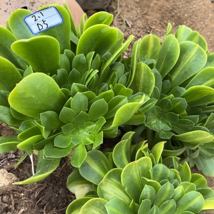 三颗有瑕疵翡翠琉璃多肉5