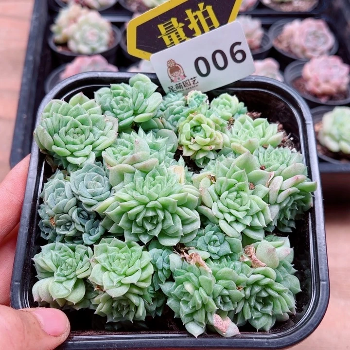 多肉植物多肉植物