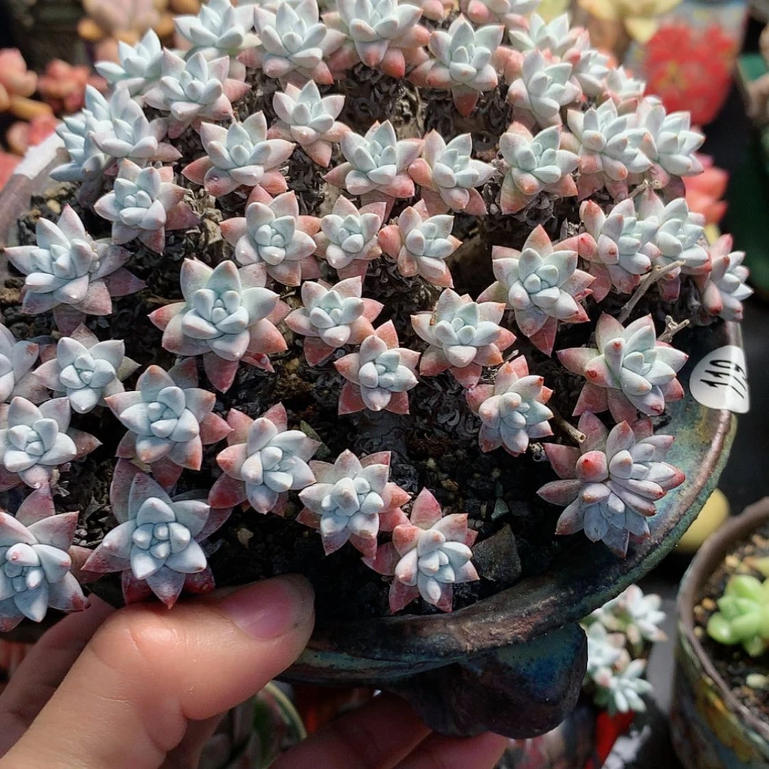 【闪购商品】蒲蒲，白菊