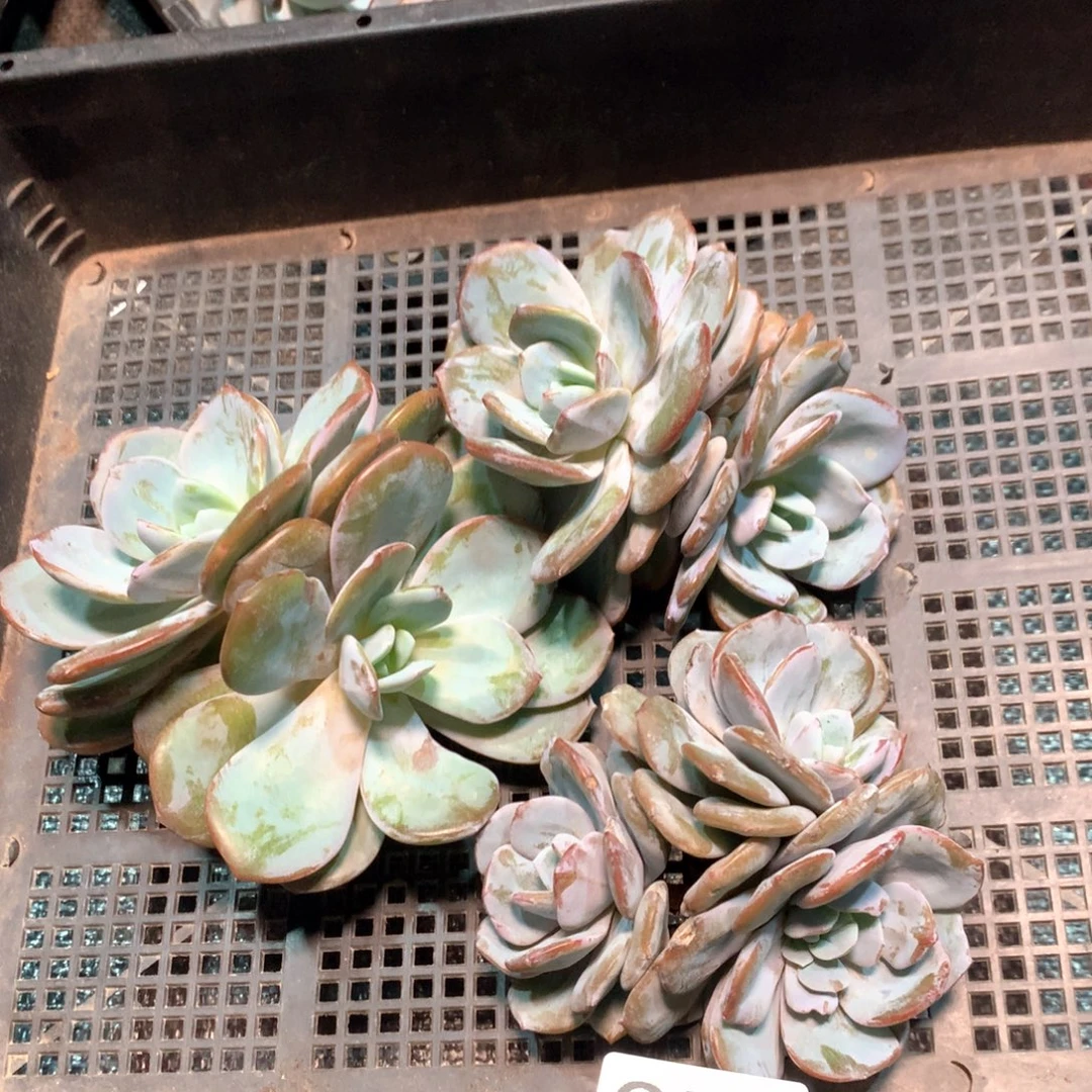 #351 不拍冷链不售后。