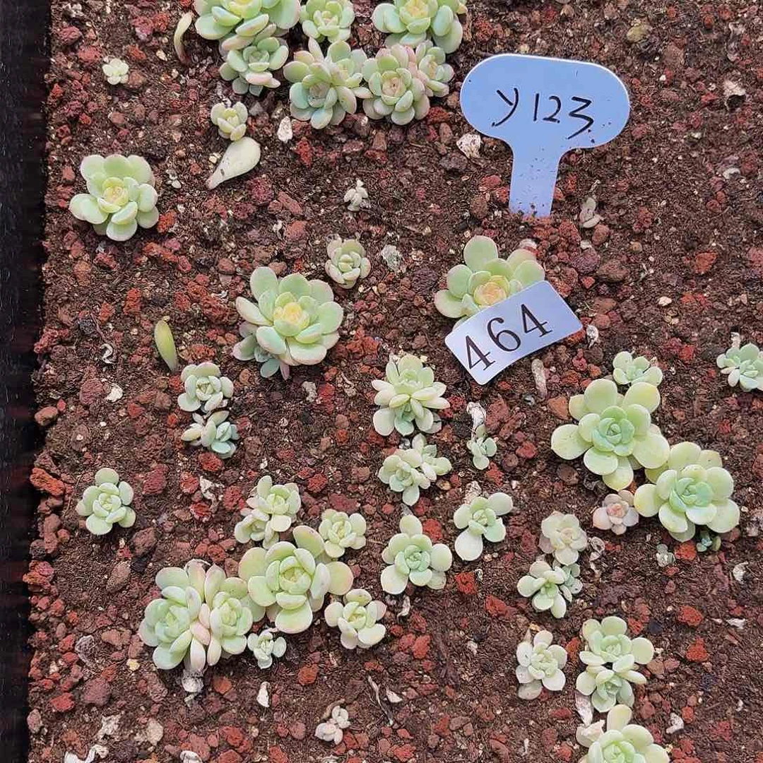 多肉植物多肉植物464