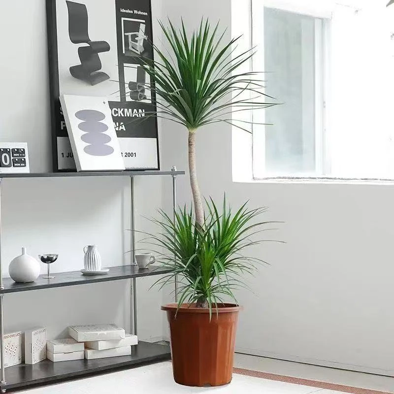 造型多头老桩龙血树客厅大型绿植室内净化空气四季常青造型老桩