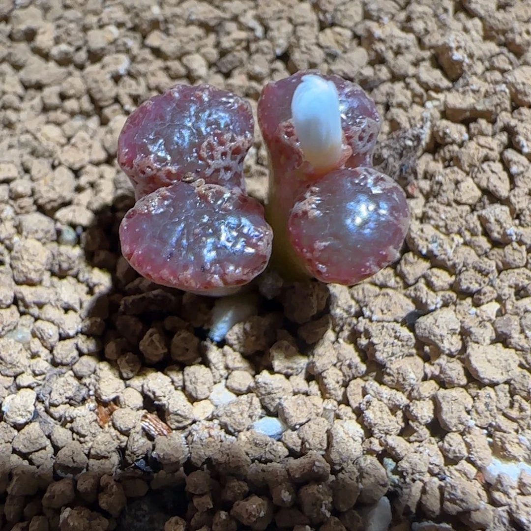 肉锥多肉植物组合-3km勋章946