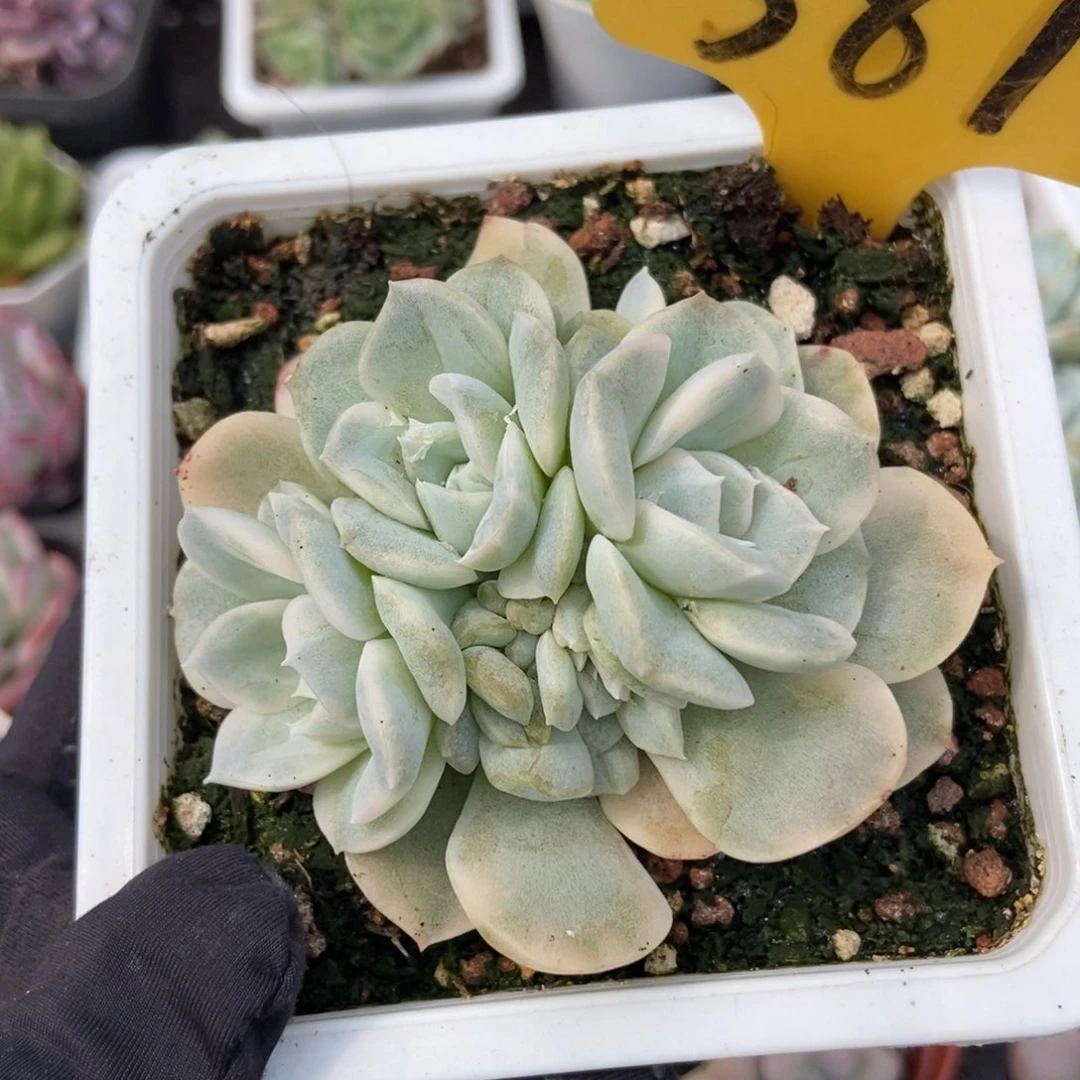 581雪球锦多肉植物保护