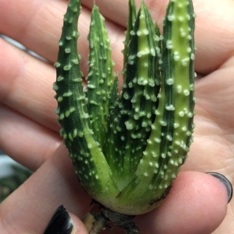 泪珠实生锦有根哈哈哈哈