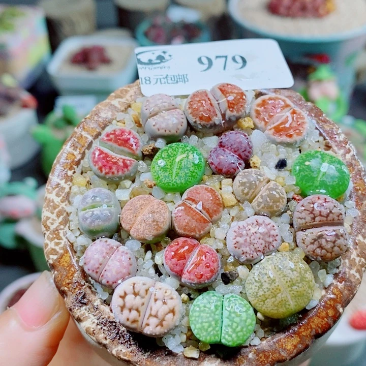 生石花花花花花花花979