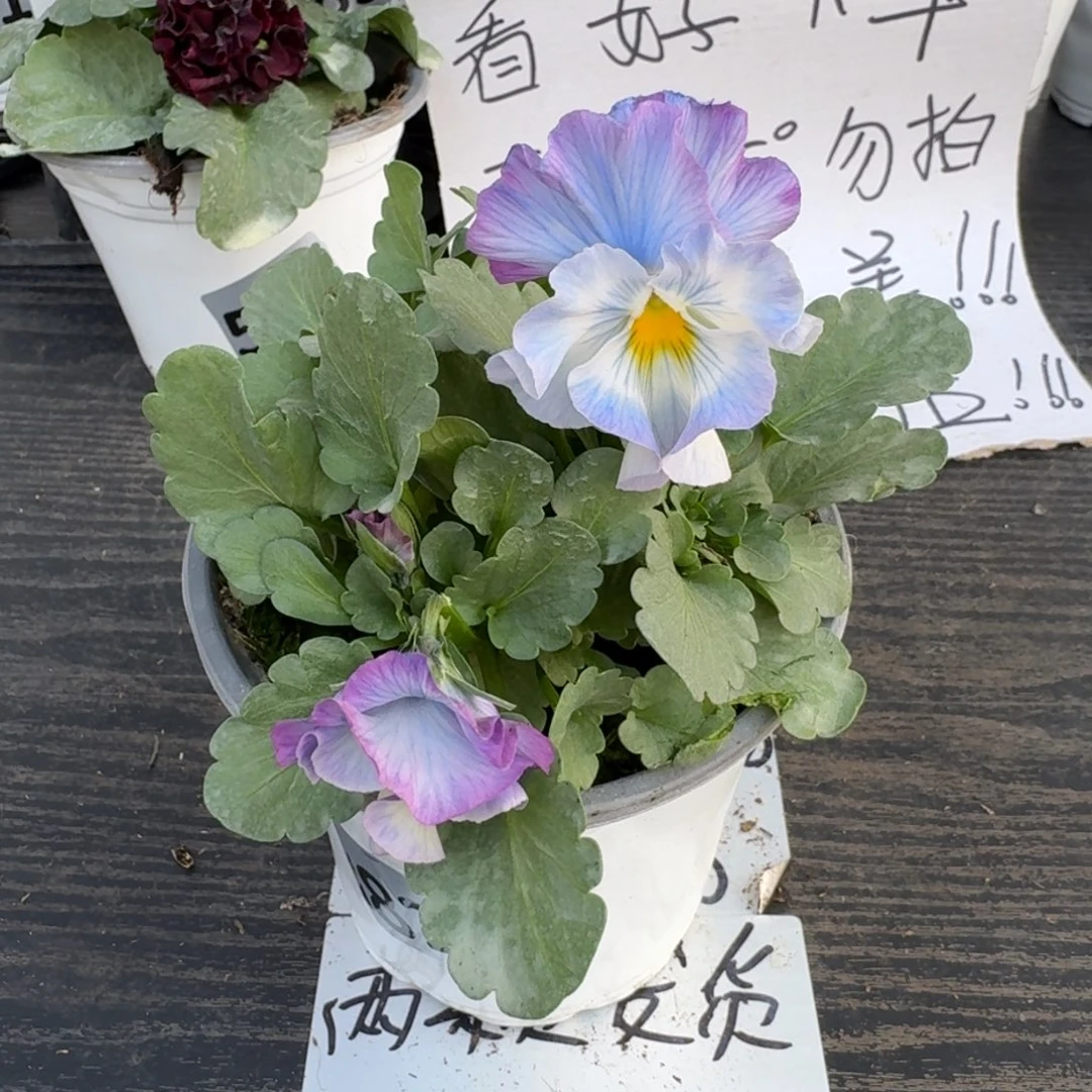 全部花朵826号植田