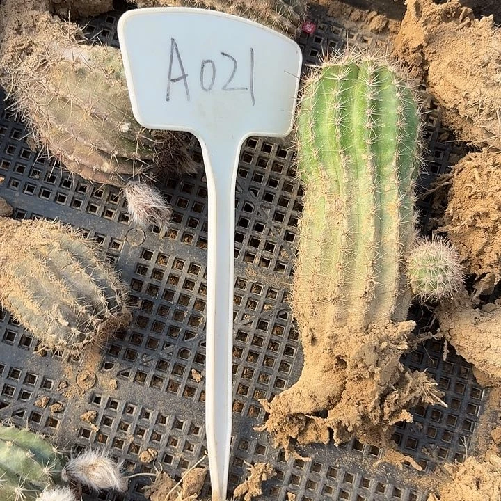 杨**青A021,混色球10颗瑕疵歪头