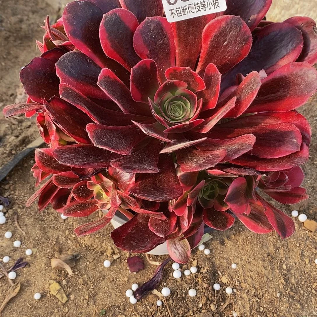 平****?846凤冠多肉法师锦