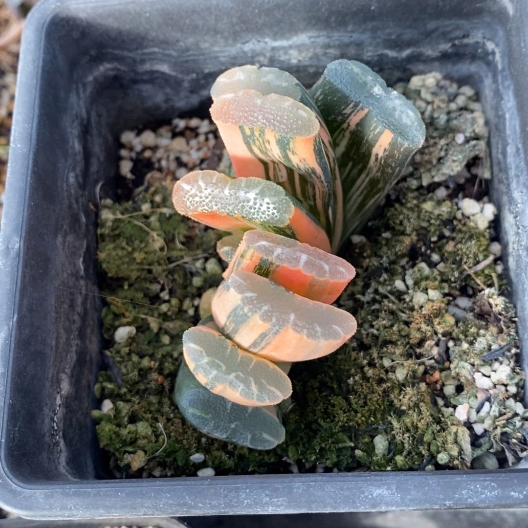 一颗实生玉扇锦 开播福利