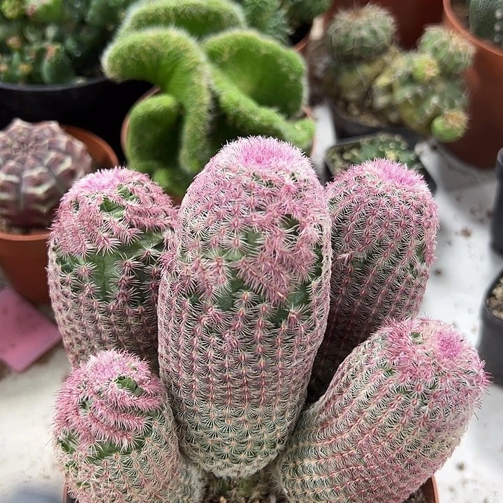 仙人球仙人球仙人掌仙人球