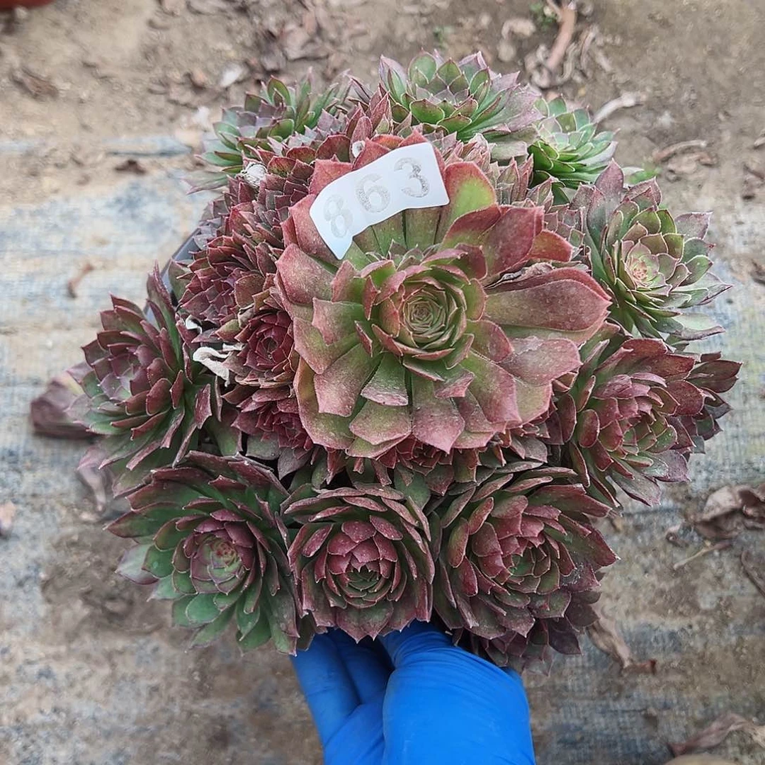 紫砂茶宠红魔老桩863