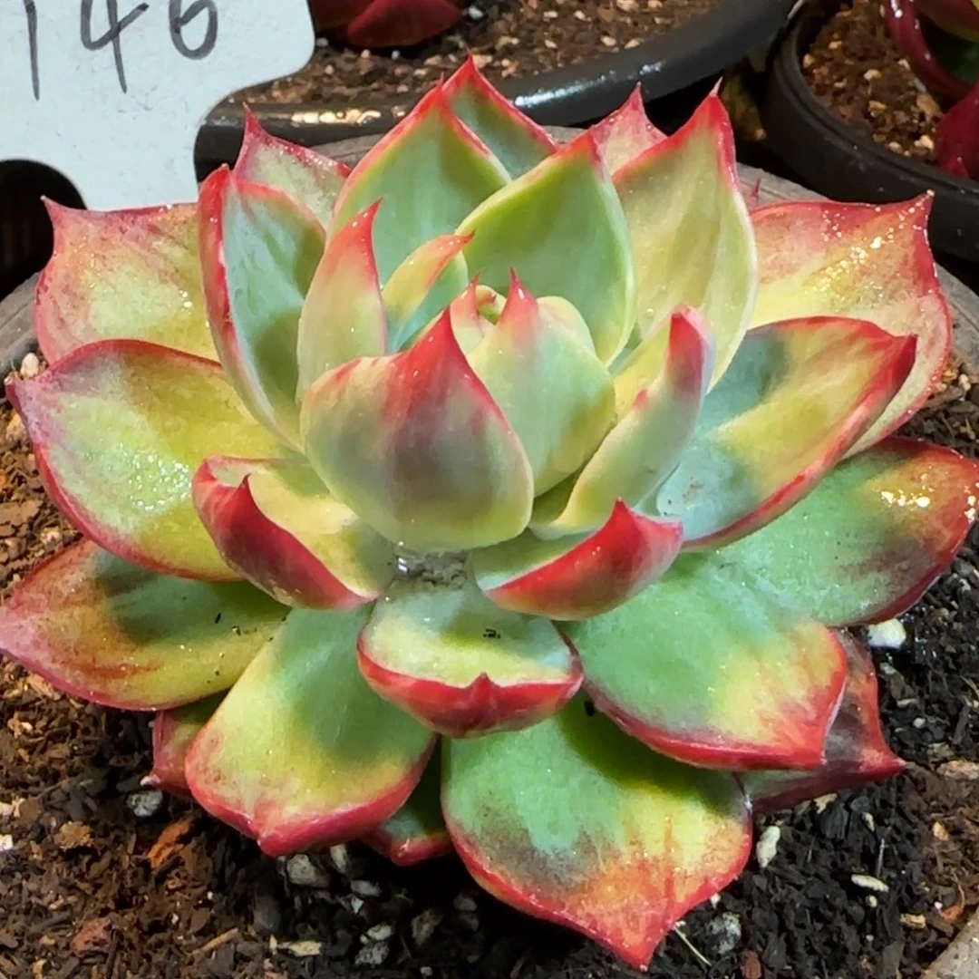 惊鸿一物一拍包装收缩花旱146