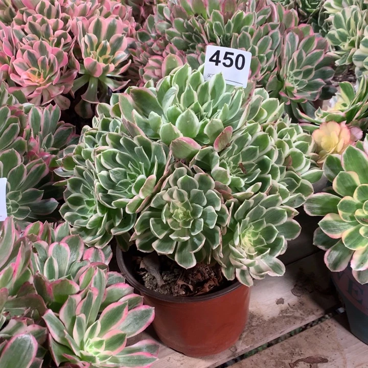 450孔雀翎多肉法师