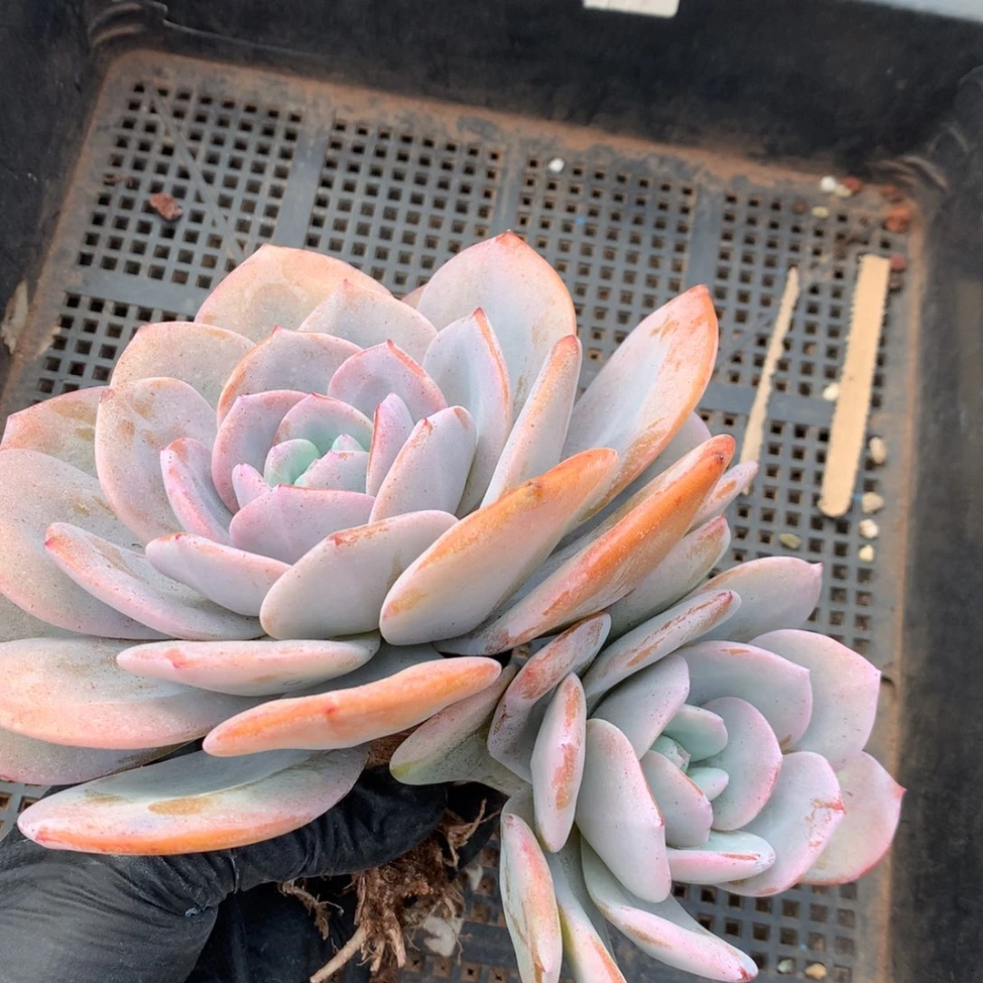 韩版奶茶老庄  新疆西藏内蒙古不包邮