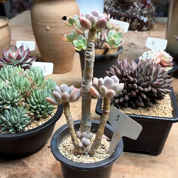 多肉植物，长叶奶3号