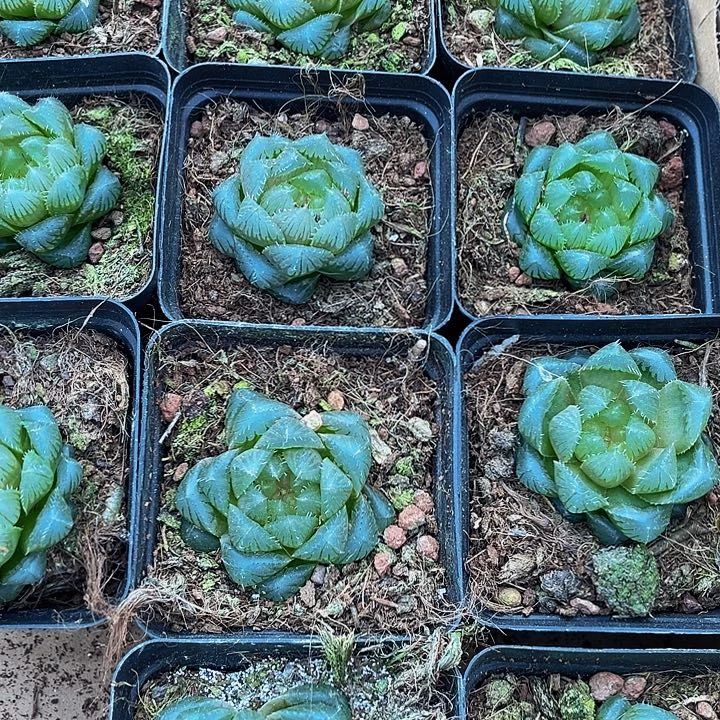 冰川玉露带盆土发